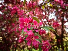 -海棠花溪(元大都城垣遗址公园)