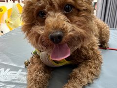 -宠物星动物医院·眼科·异宠·猫科(江南大道总院)