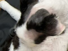 -有喵·猫咖·狗咖·30几只猫10只小狗(岗厦店)
