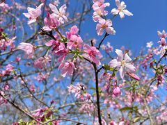 -天适樱花悠乐园