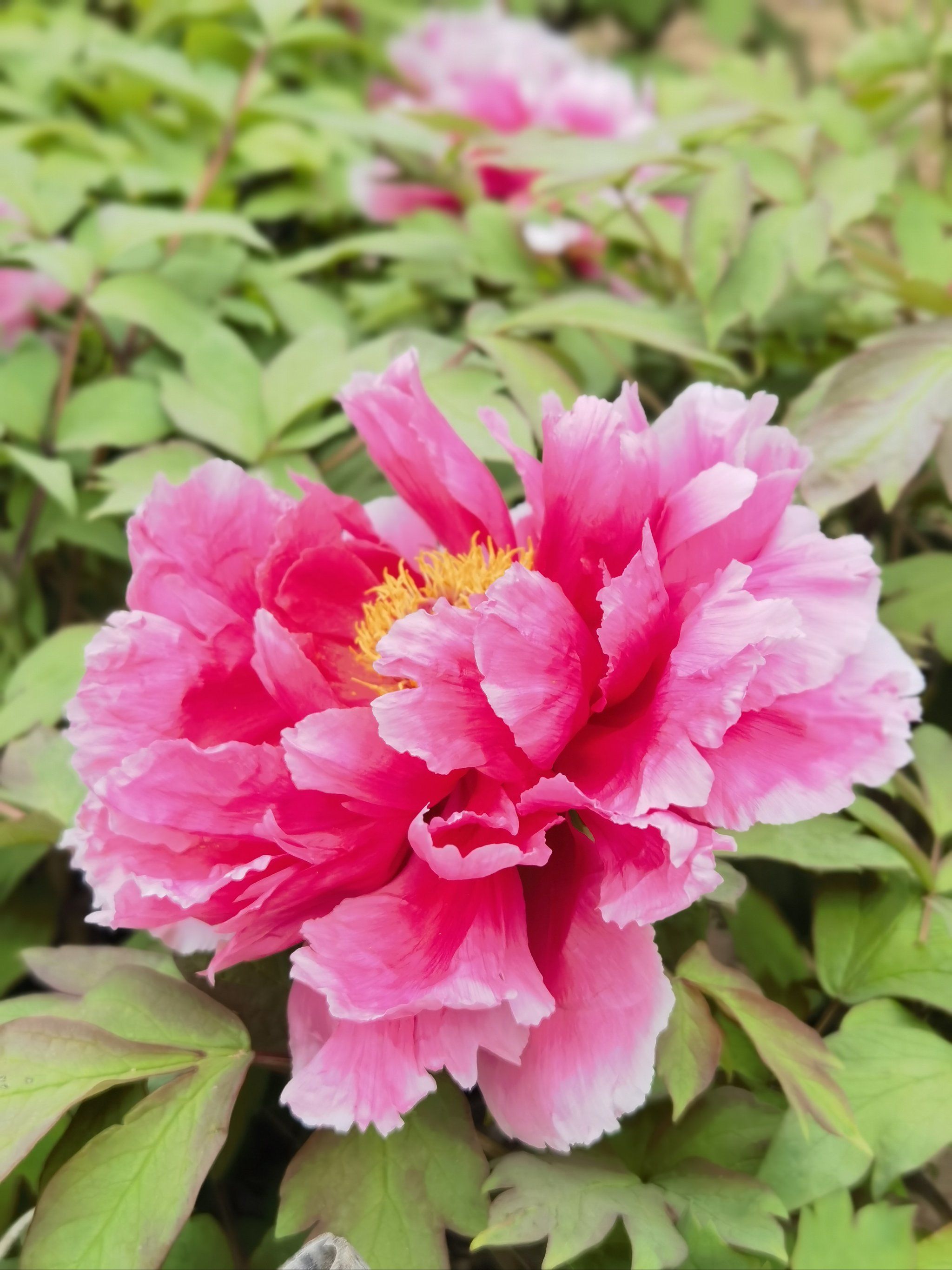 盛开花朵的美景