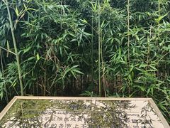 -蔡伦竹海