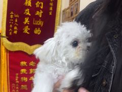 -瑞派宠物医院·24h·骨外科·皮肤科·全科宠物医疗转诊中心(沈阳浑南院)