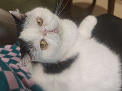 -藏猫猫咖啡主题馆(中央大道店)