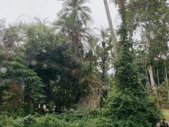 -中国科学院西双版纳热带植物园
