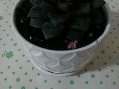 android_upload_pic-哈尔滨文化公园