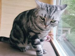 -猫和宫(六道口店)