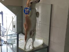-申普宠物医院·心脏介入·心血管微创(总院)