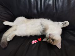 -东方名猫馆·英短金渐层布偶猫舍(环线广场1号楼店)