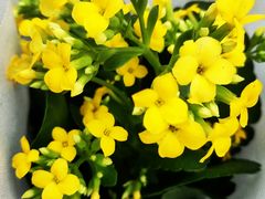 -秦美花卉(天朗·莱茵小城2期店)