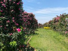 -紫颐香薰山谷景区