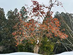 -白川乡与五箇山的合掌构造村落
