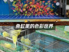 -中环花鸟鱼虫市场
