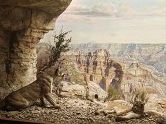 -美国自然历史博物馆