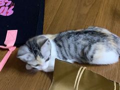 -瑞派福兴宠物医院犬猫全科·骨科·中西医结合(河东店)