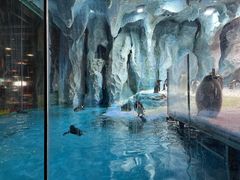 -帝企鹅自助餐厅•儿童岛•真企鹅(长隆企鹅酒店)