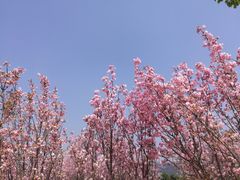 -天适樱花悠乐园