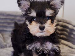 -翊宠yipet猫狗购宠庄园犬舍•猫舍