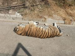 -大连森林动物园