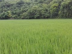 -贵阳市花溪国家城市湿地公园