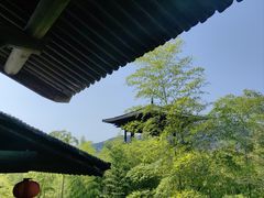 -大唐贡茶院