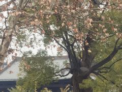 -香积寺