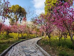 -南汇桃花村