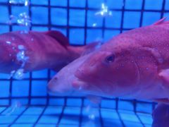 -徐记海鲜(大雁塔|金都店)