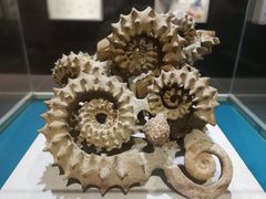 -青岛贝壳博物馆
