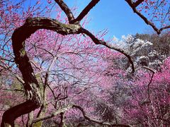 -杭州植物园