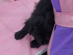 -北京观赏动物医院·24小时大型综合·猫专科·异宠专科
