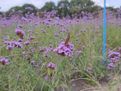 -山明水秀大饭店