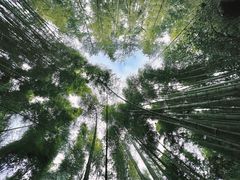 -缙云山景区