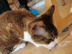 -Let's go狗咖·猫咖·奶狗·桌游(春熙路IFS店)