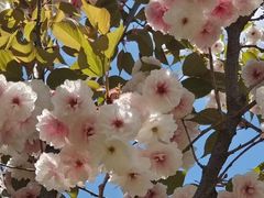 -长白岛森林公园