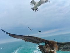 -海驴岛(荣成市)
