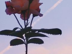 -西安市长乐公园