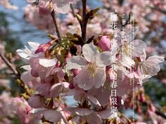 -顾村公园