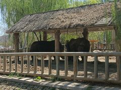 -石家庄市动物园