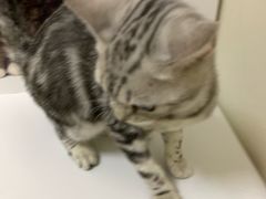-芭比堂动物医院·犬猫全科·异宠专科(雁塔分院)