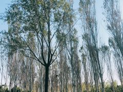 -东郊湿地公园