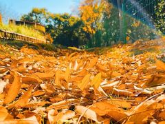 -上海共青森林公园