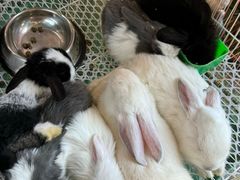 -桂林市花鸟市场