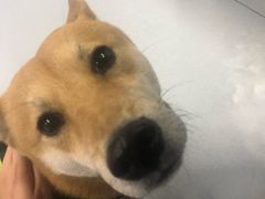 -达爱动物医院·犬猫分区·CT·复杂眼科(远洋山水分院)