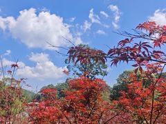 -广州市帽峰山景区