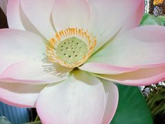 -新辣道鱼火锅(龙旗广场店)