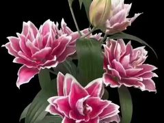 -BETTER拜特精品超市(丹尼斯一天地店)