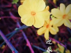 -石家庄市植物园