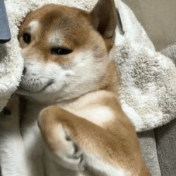 -刺客纹画纹身·洗纹身·穿孔饰品