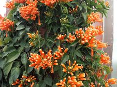 -八婆婆烧仙草(曾厝垵店)